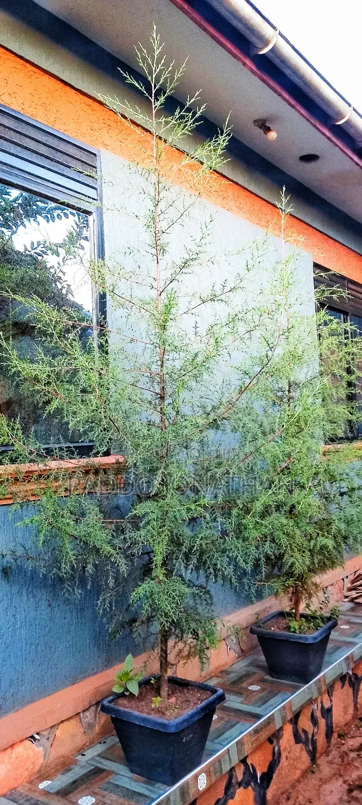 Natural Christmas Tree