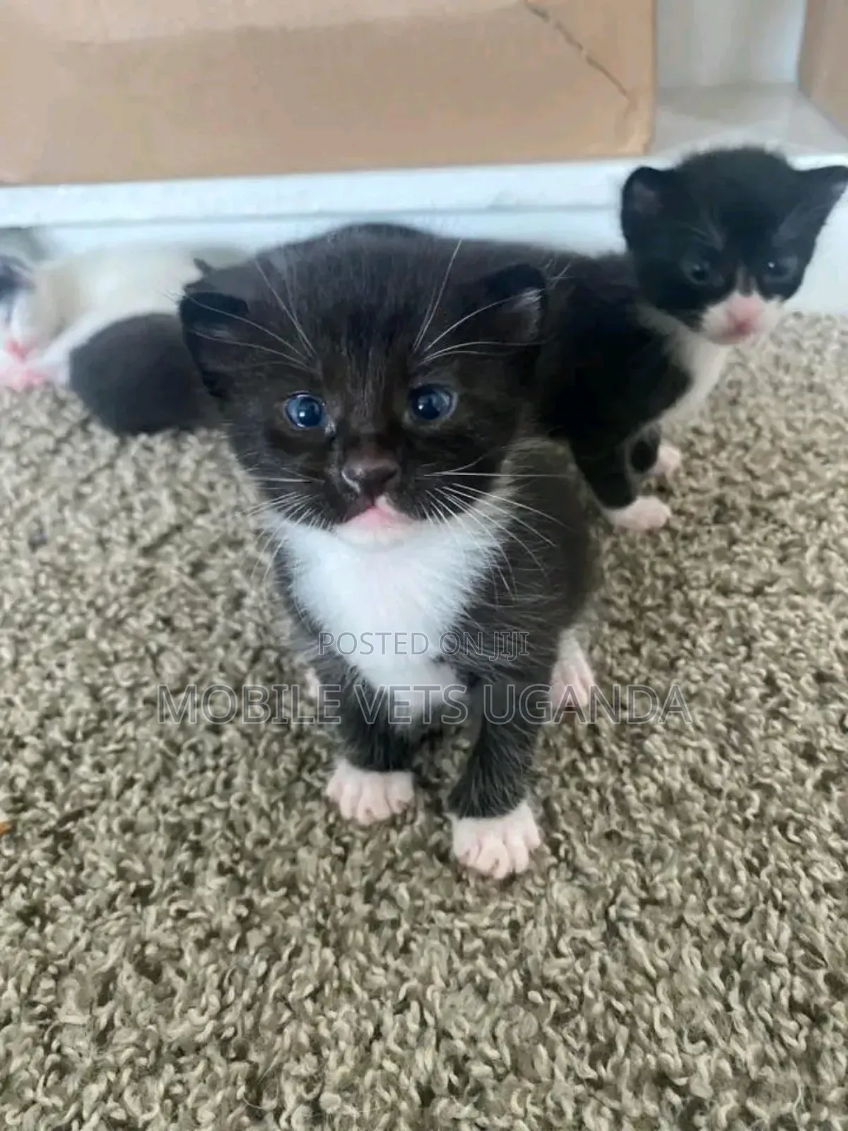 0-1 month Female Purebred Nebelung