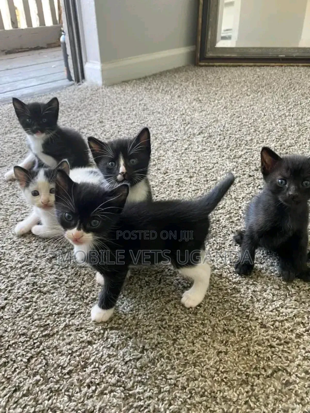 0-1 month Female Purebred Savannah