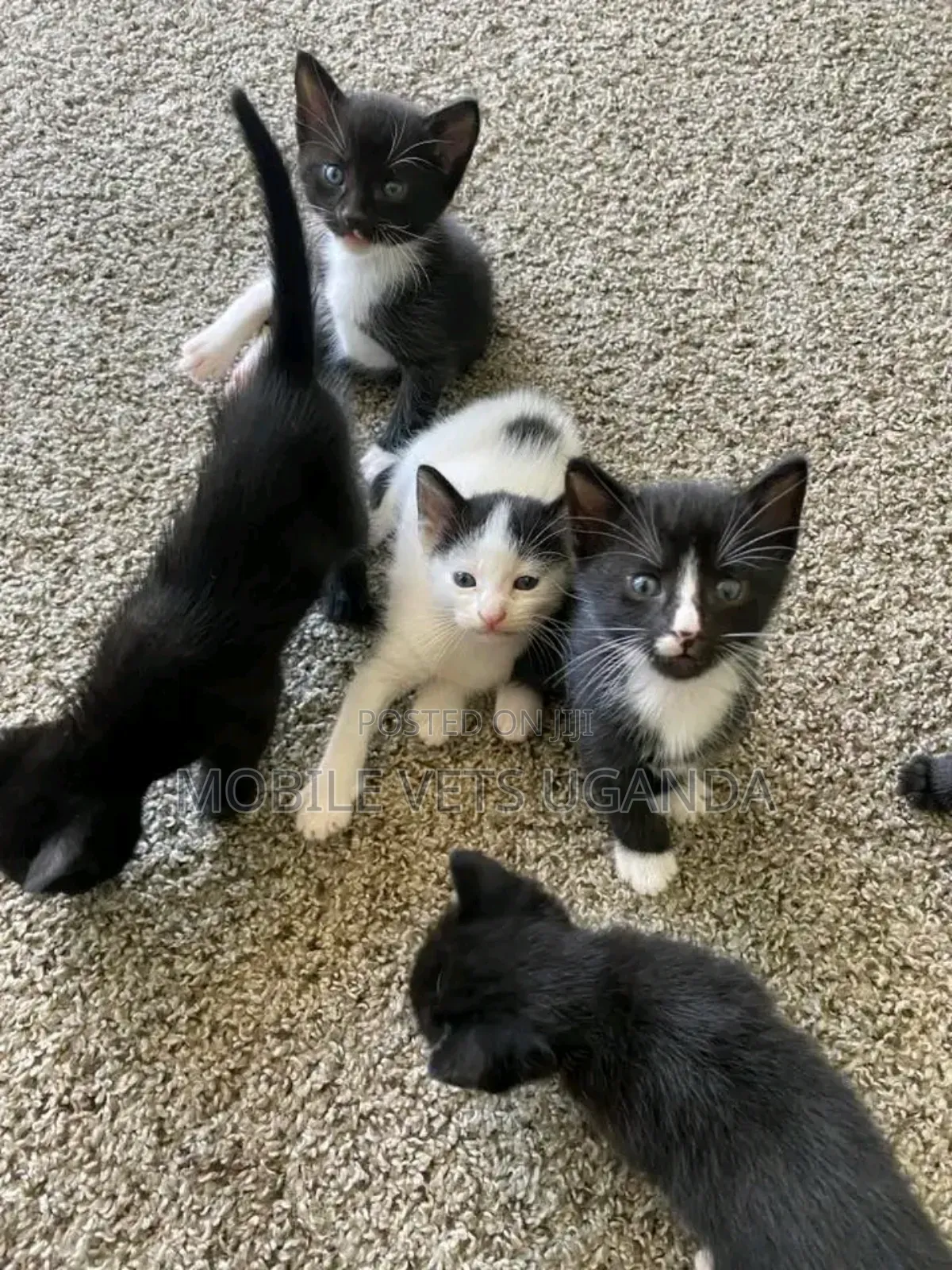 1-3 months Male Purebred American Wirehair