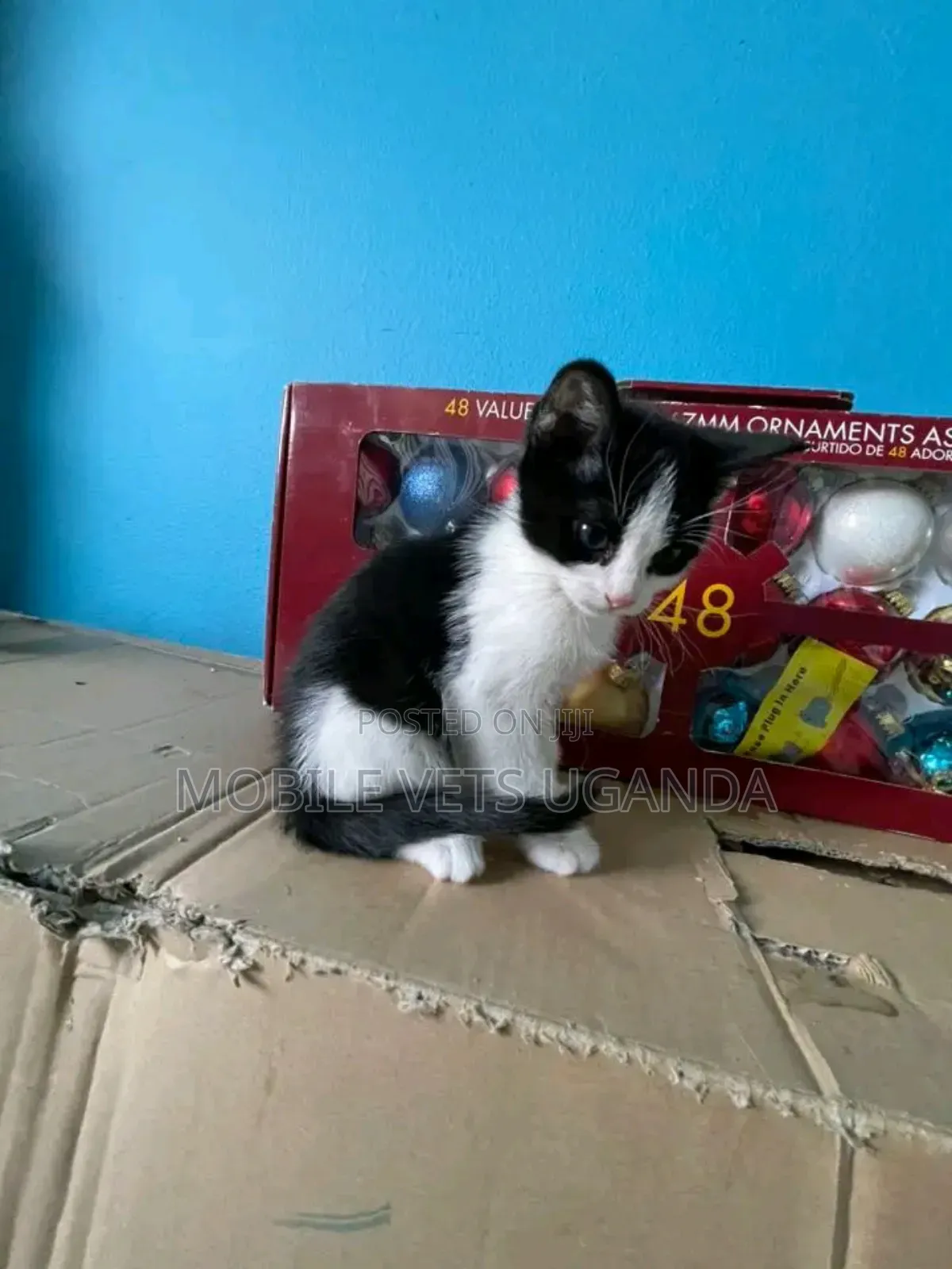 3-6 months Female Purebred Selkirk Rex