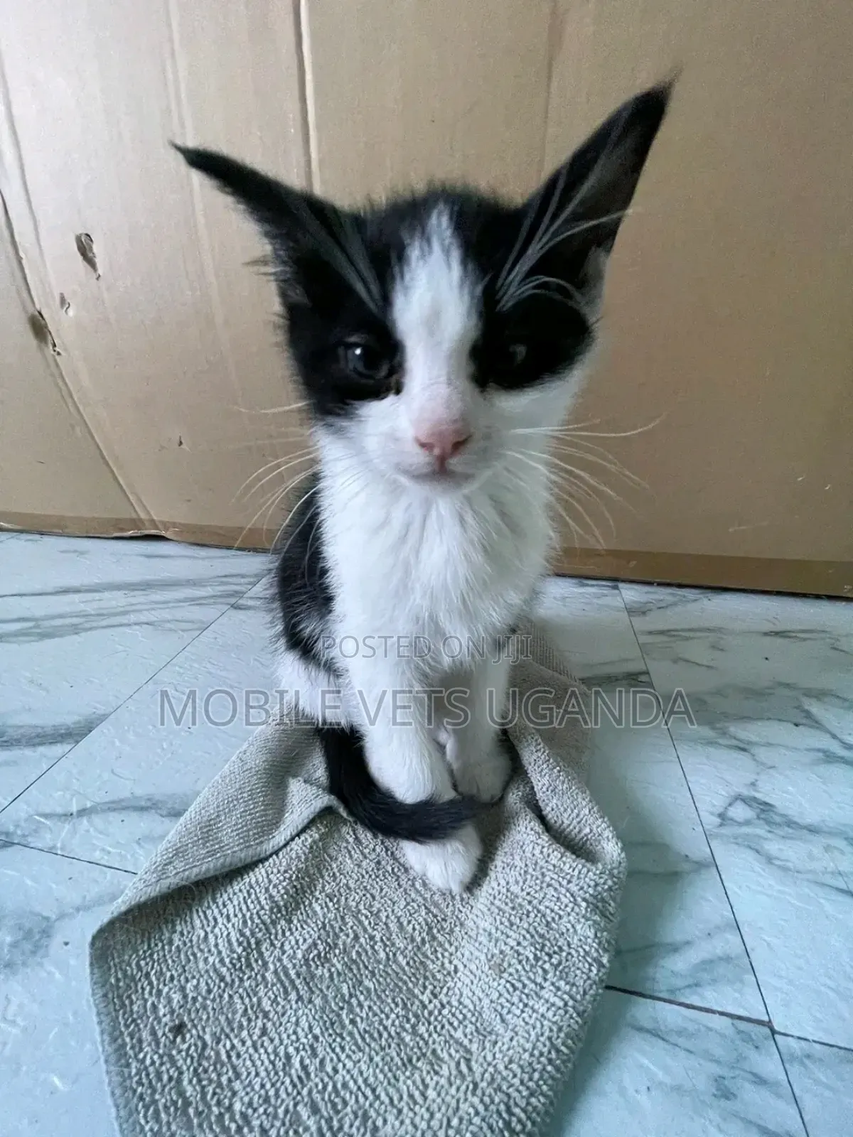 1-3 months Female Purebred Maine Coon