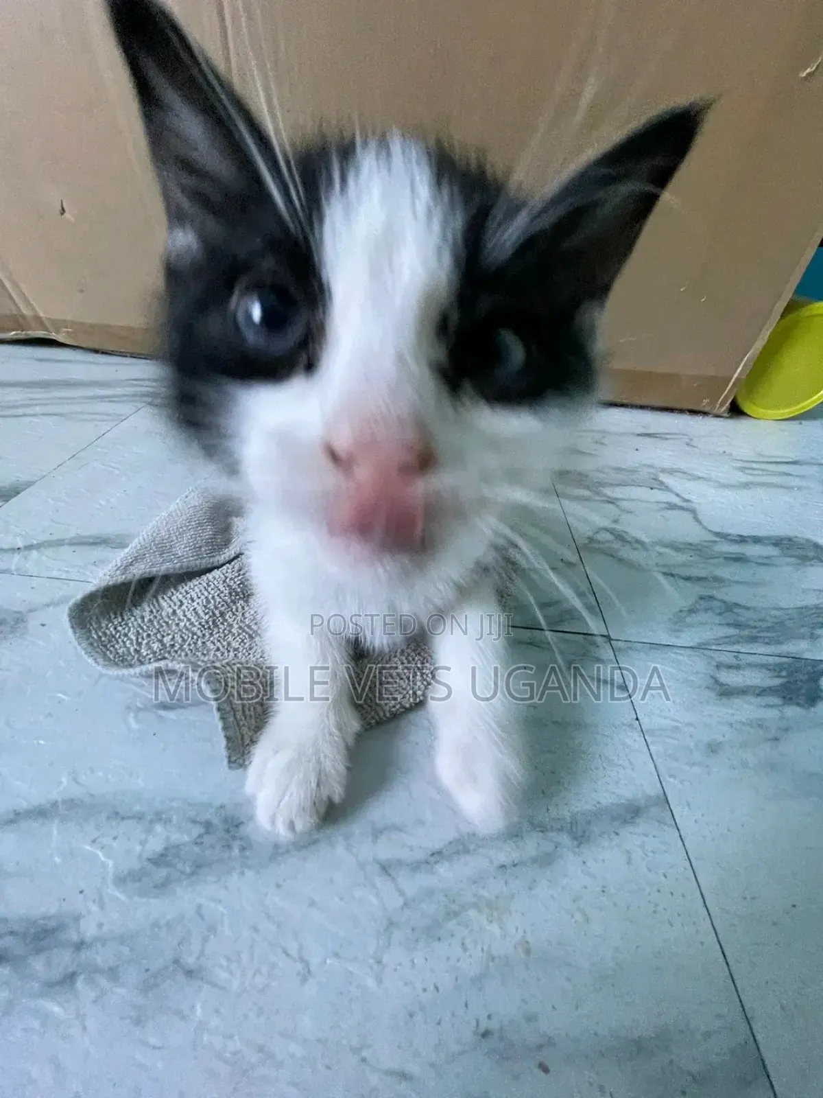 0-1 month Male Purebred Exotic