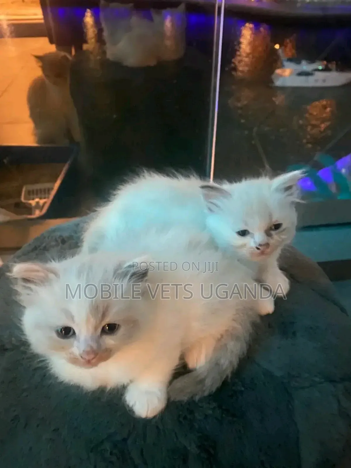 1-3 months Male Purebred Ocicat