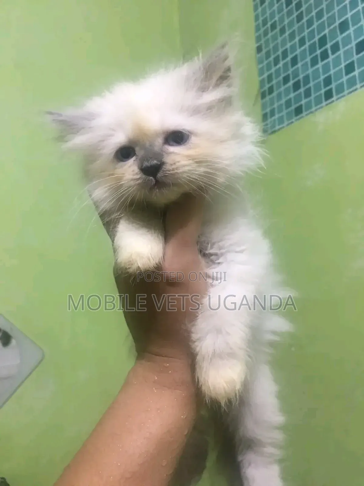 3-6 months Male Purebred Birman