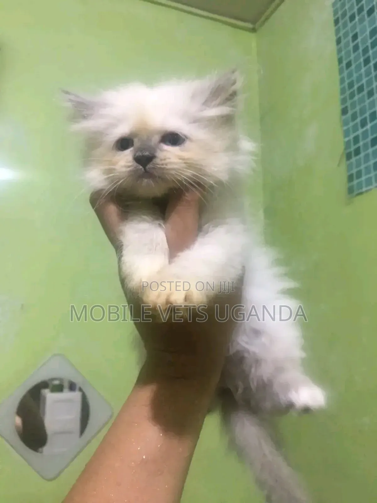 1-3 months Male Purebred Burmese