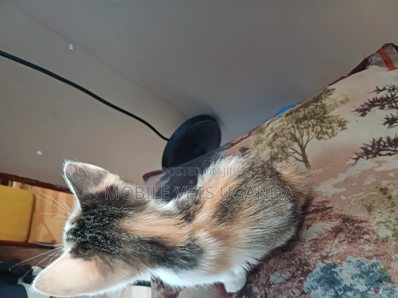 1-3 months Female Purebred Norwegian Forest