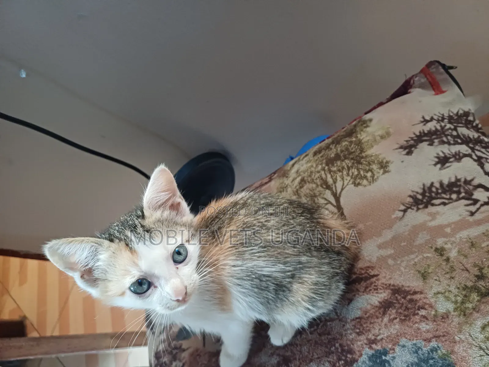 1-3 months Male Purebred American Shorthair