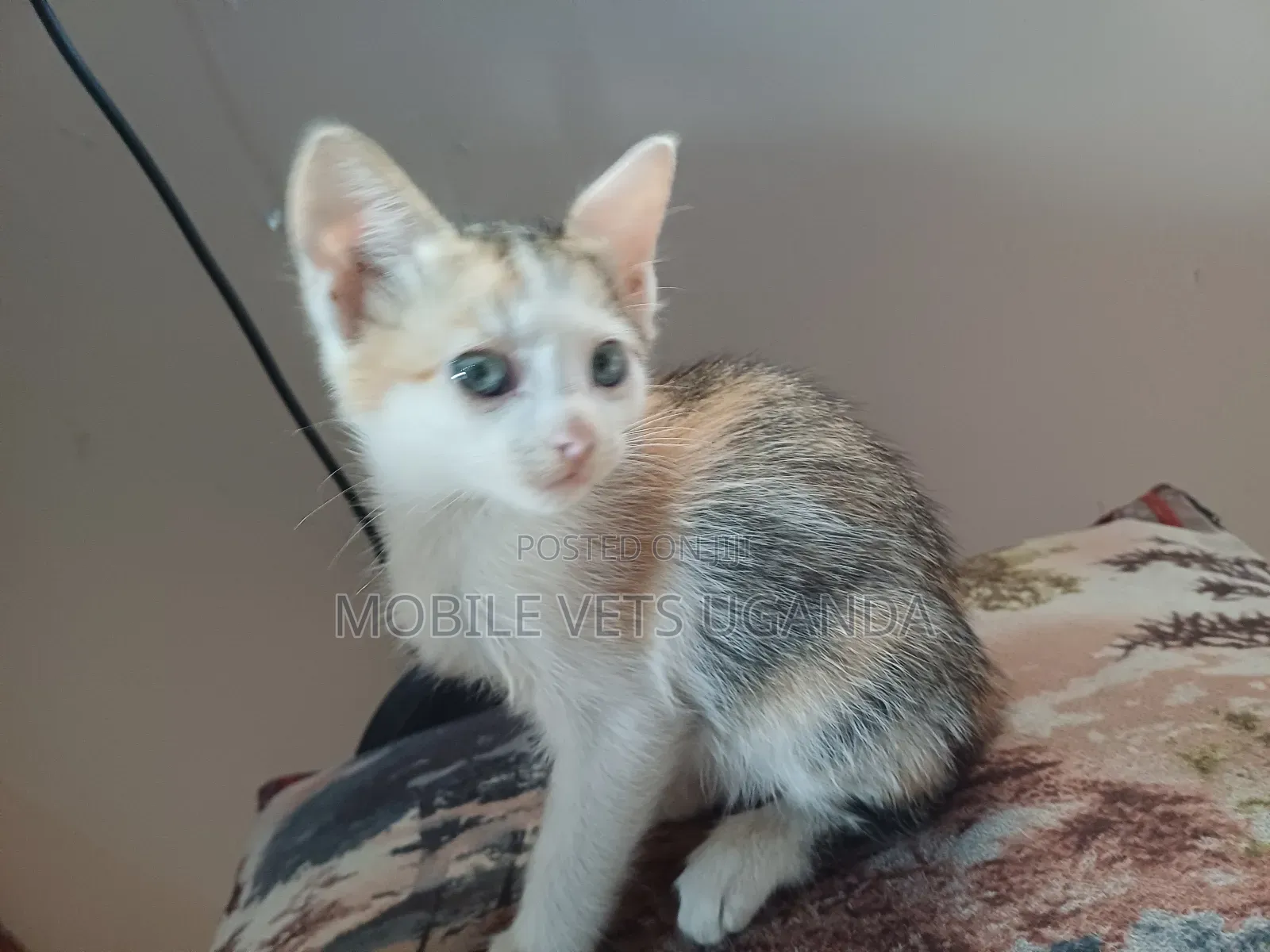 1-3 months Female Purebred American Curl