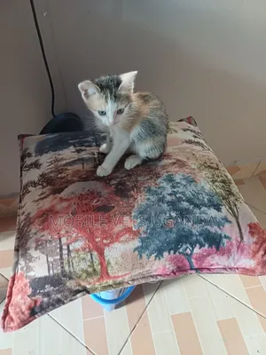 3-6 months Male Purebred Birman