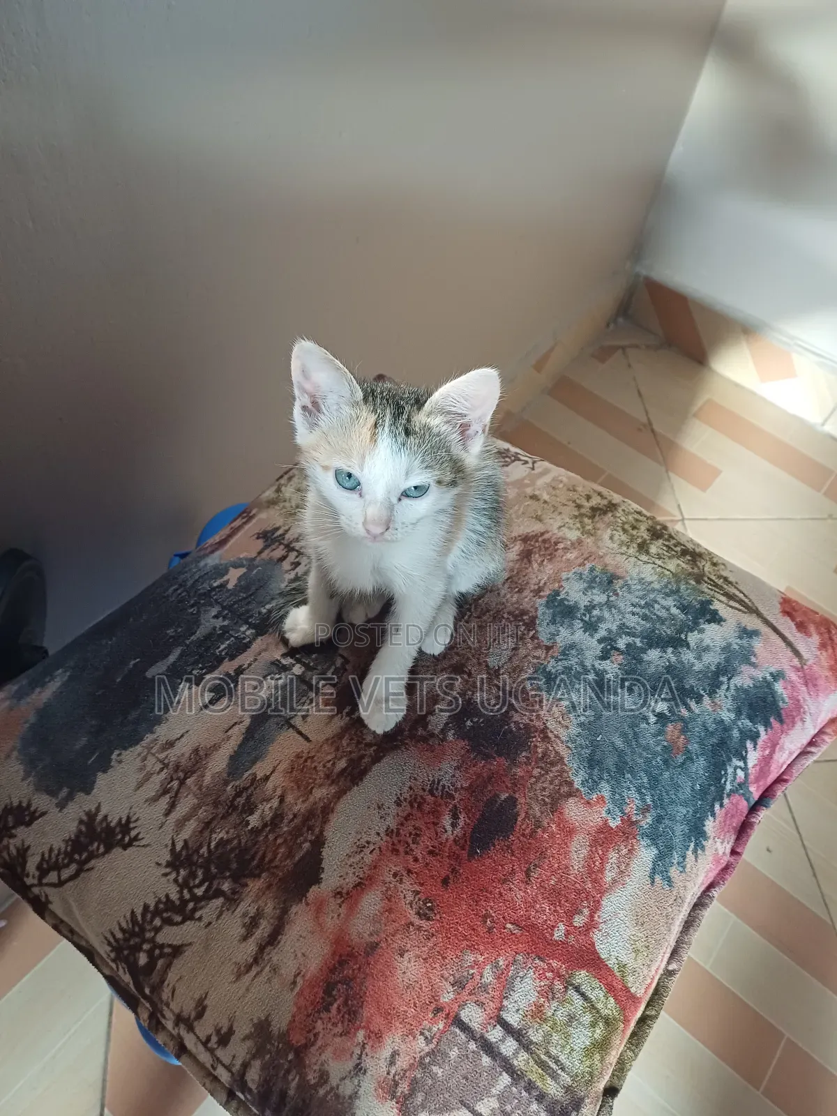 1-3 months Female Purebred Cornish Rex