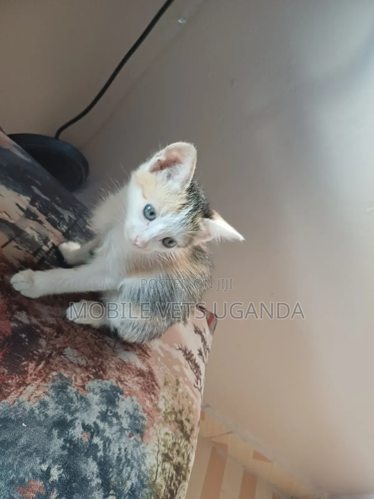 3-6 months Male Purebred Javanese