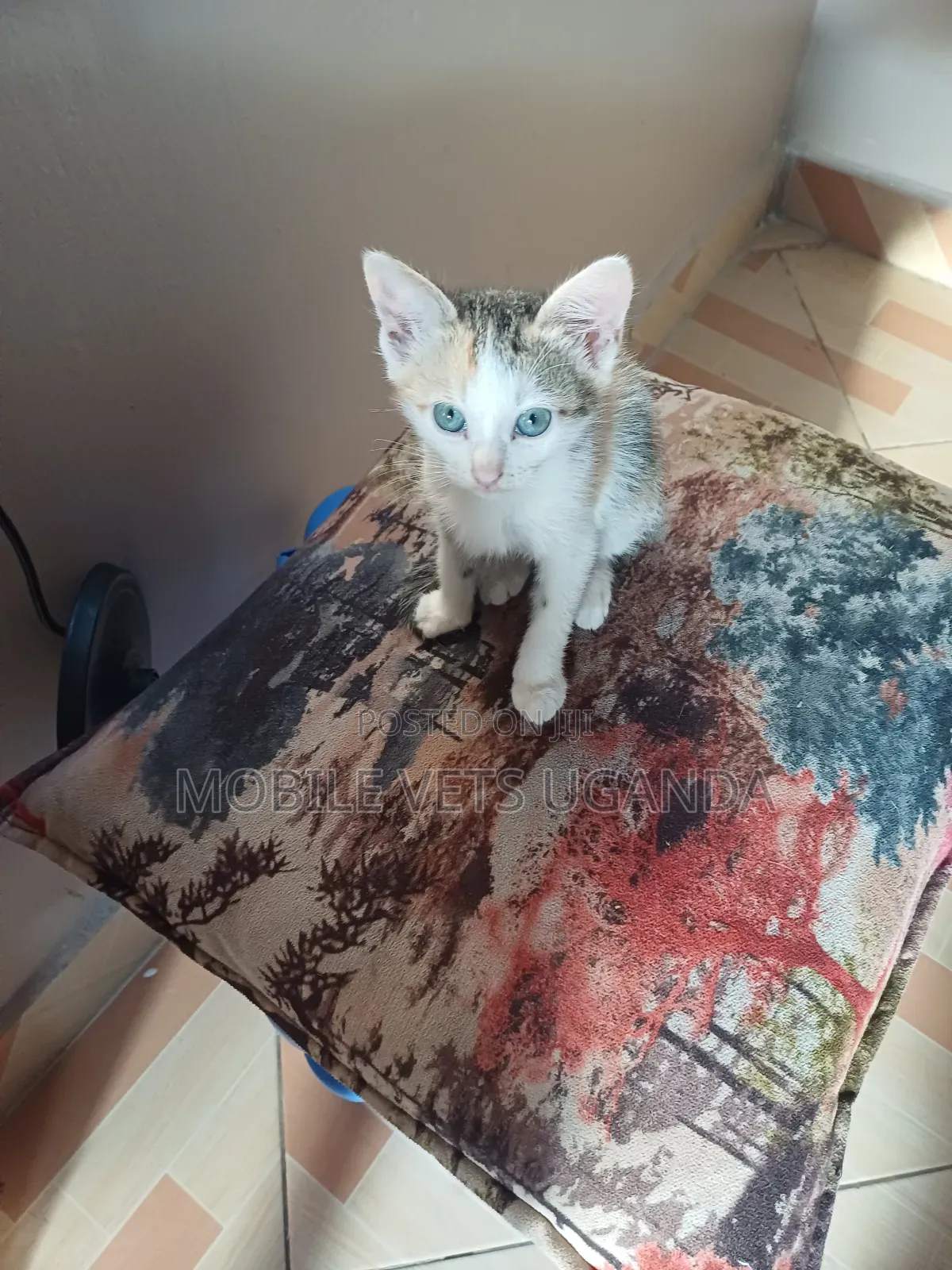 3-6 months Female Purebred Manx