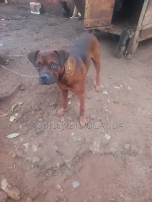 1+ year Male Purebred Boerboel