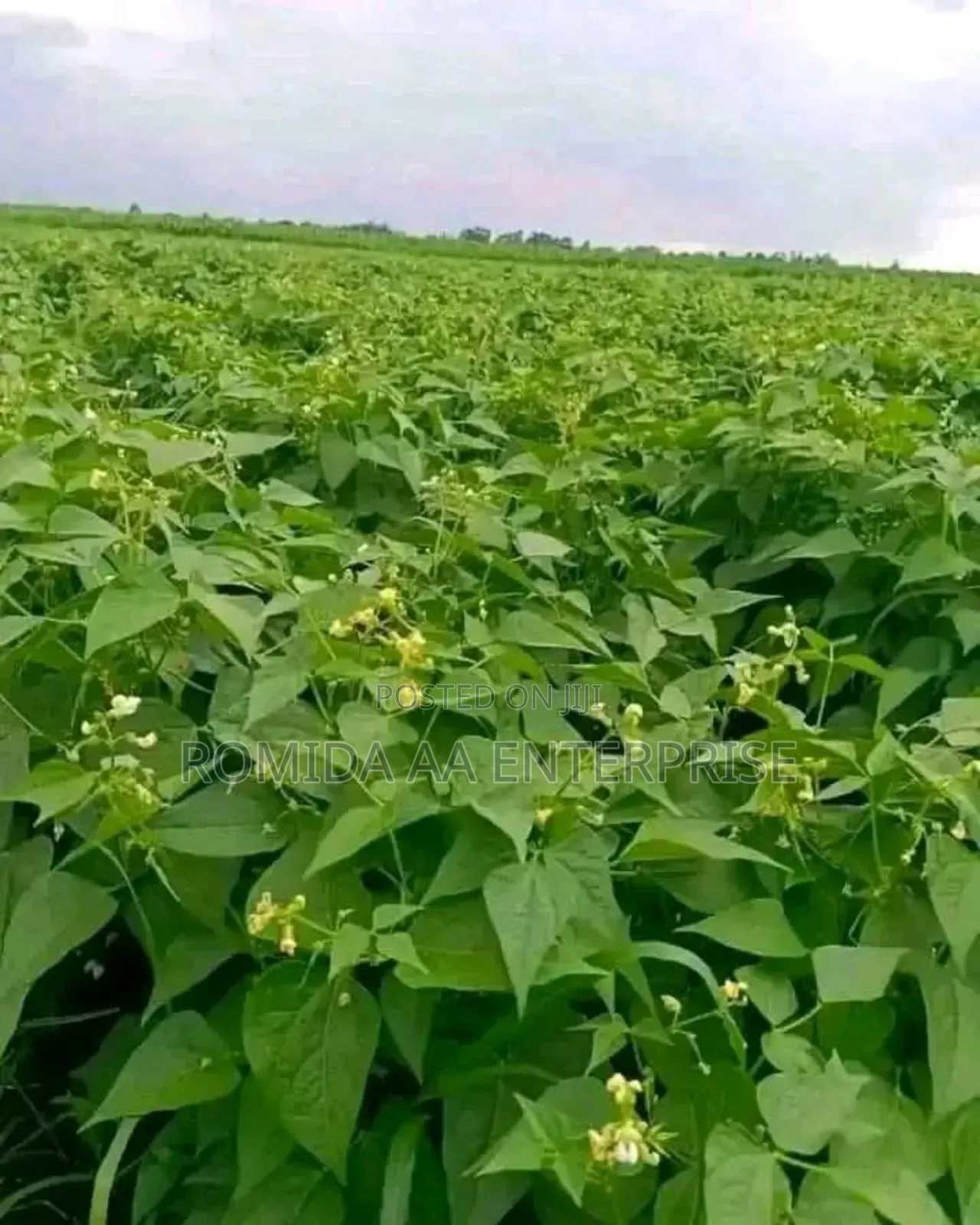 Farmland for Rent in Nwoya and Amuru