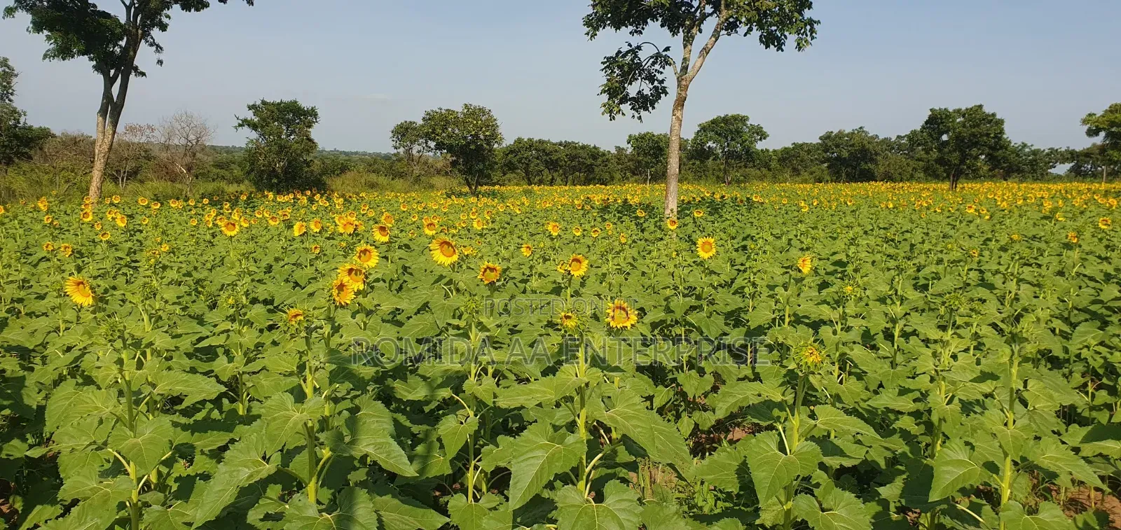 Farmland for Rent in Nwoya and Amuru