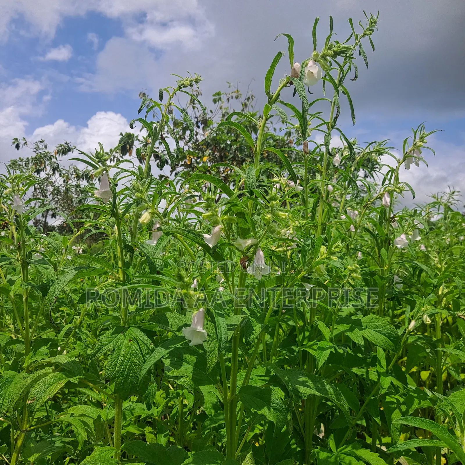 Farmland for Rent in Nwoya and Amuru