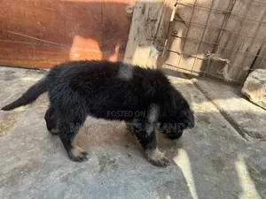 1-3 months Female Purebred German Shepherd