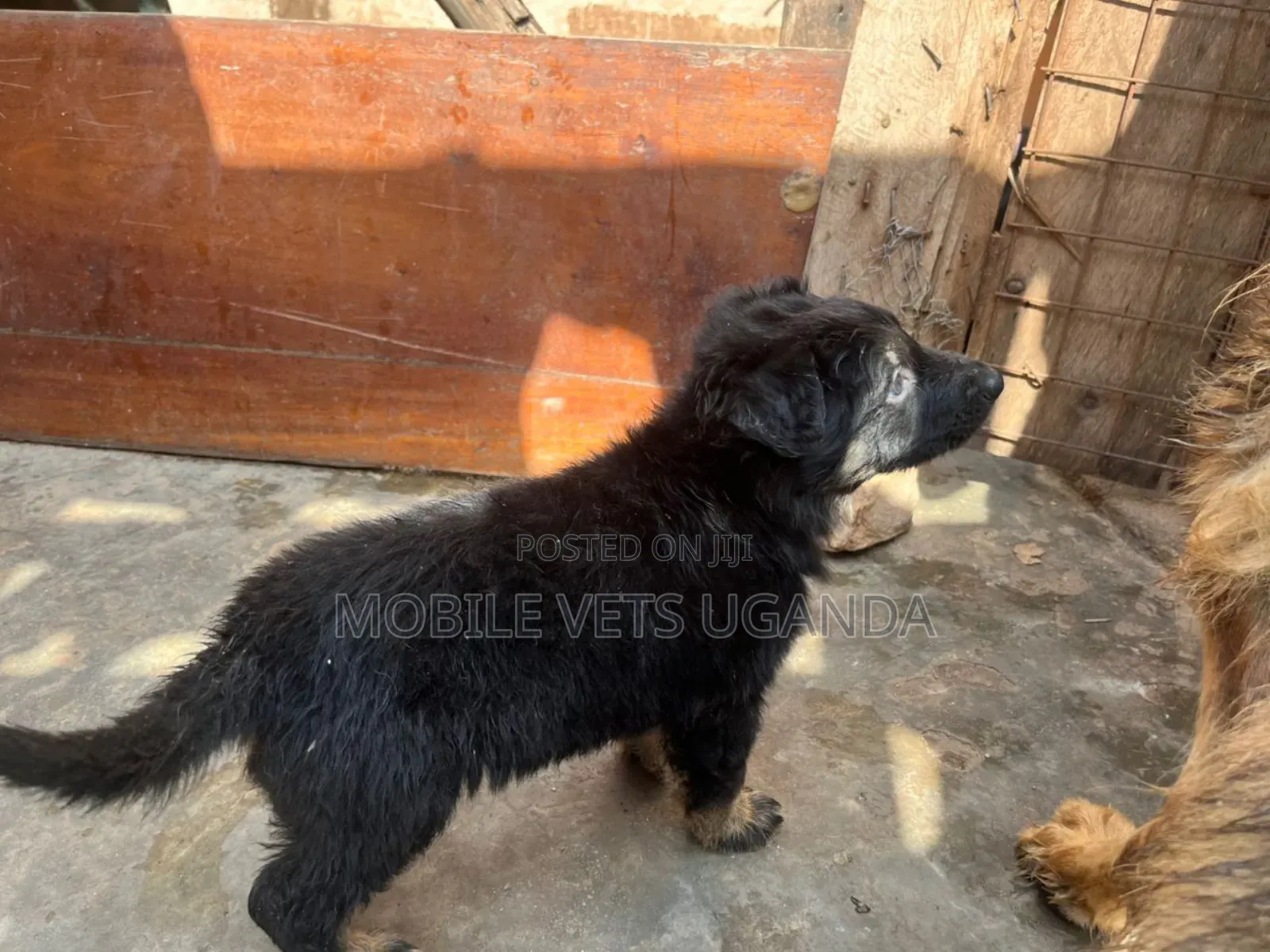 1-3 months Female Purebred German Shepherd
