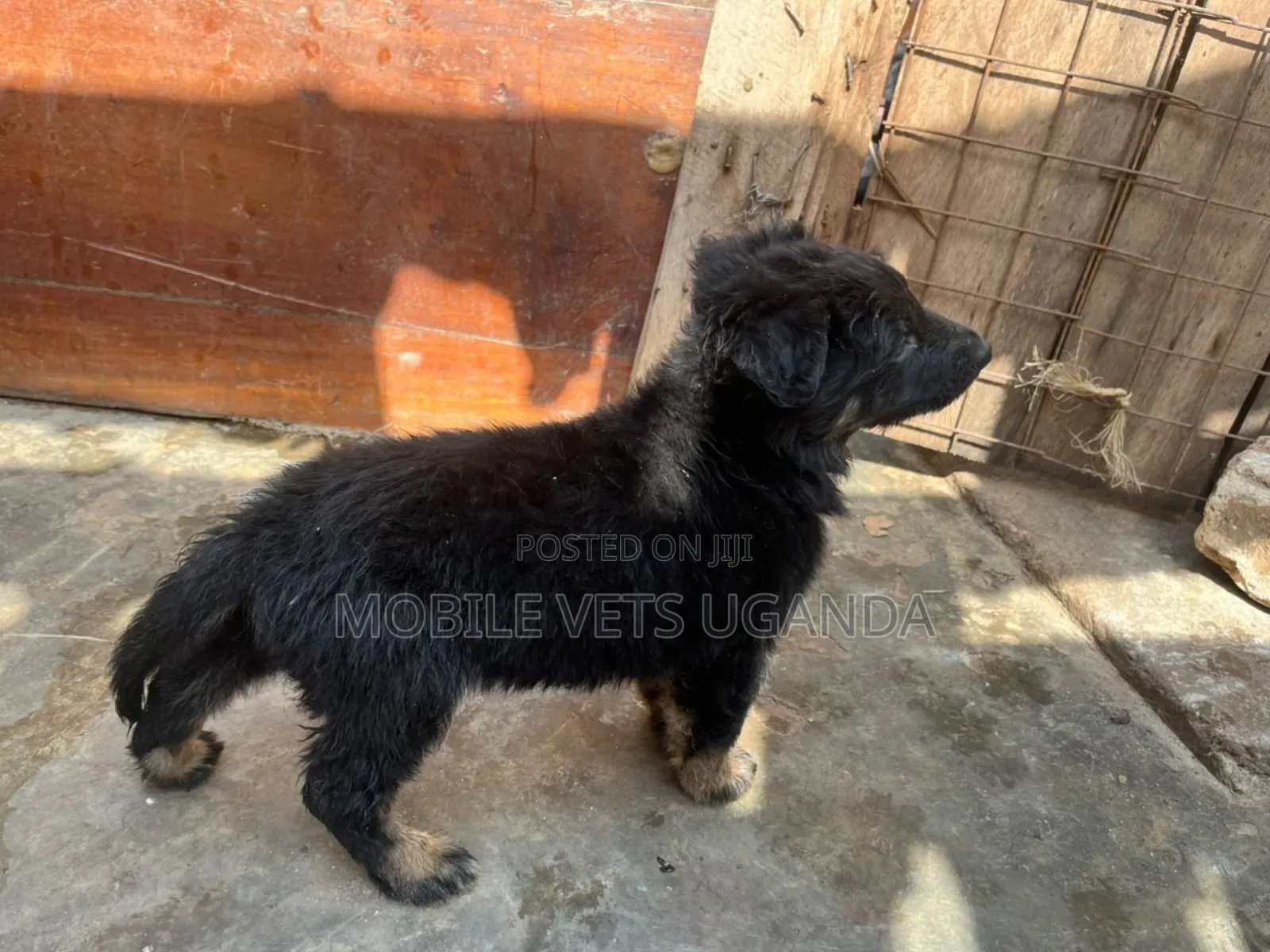3-6 months Male Purebred German Shepherd