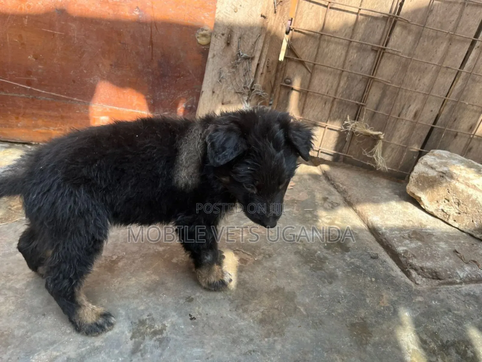 0-1 month Female Purebred German Shepherd