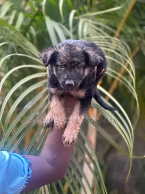 0-1 month Male Purebred German Shepherd
