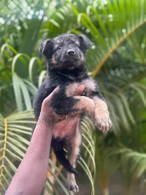 1-3 months Male Purebred German Shepherd