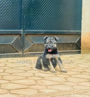 0-1 month Female Purebred German Shepherd