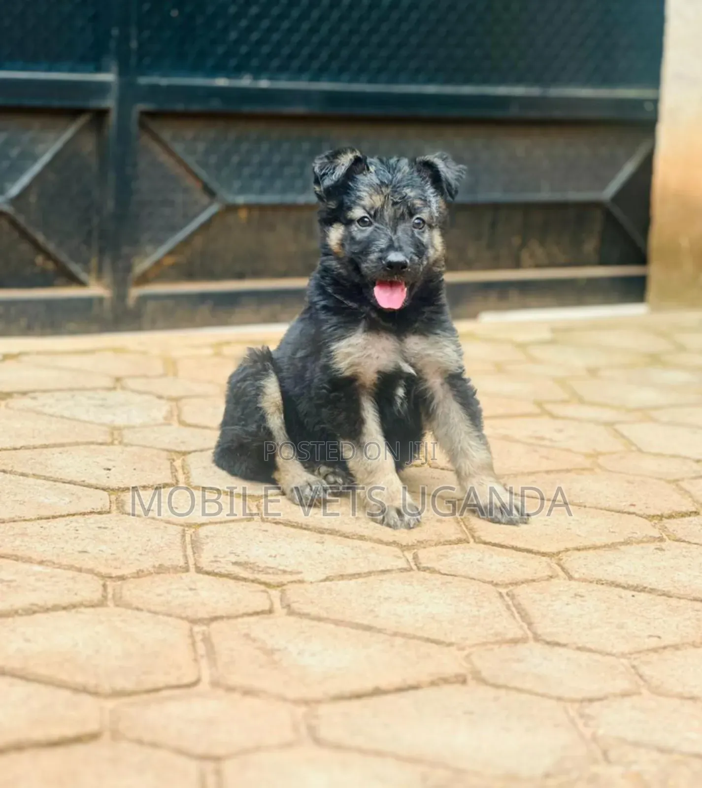 3-6 months Male Purebred German Shepherd