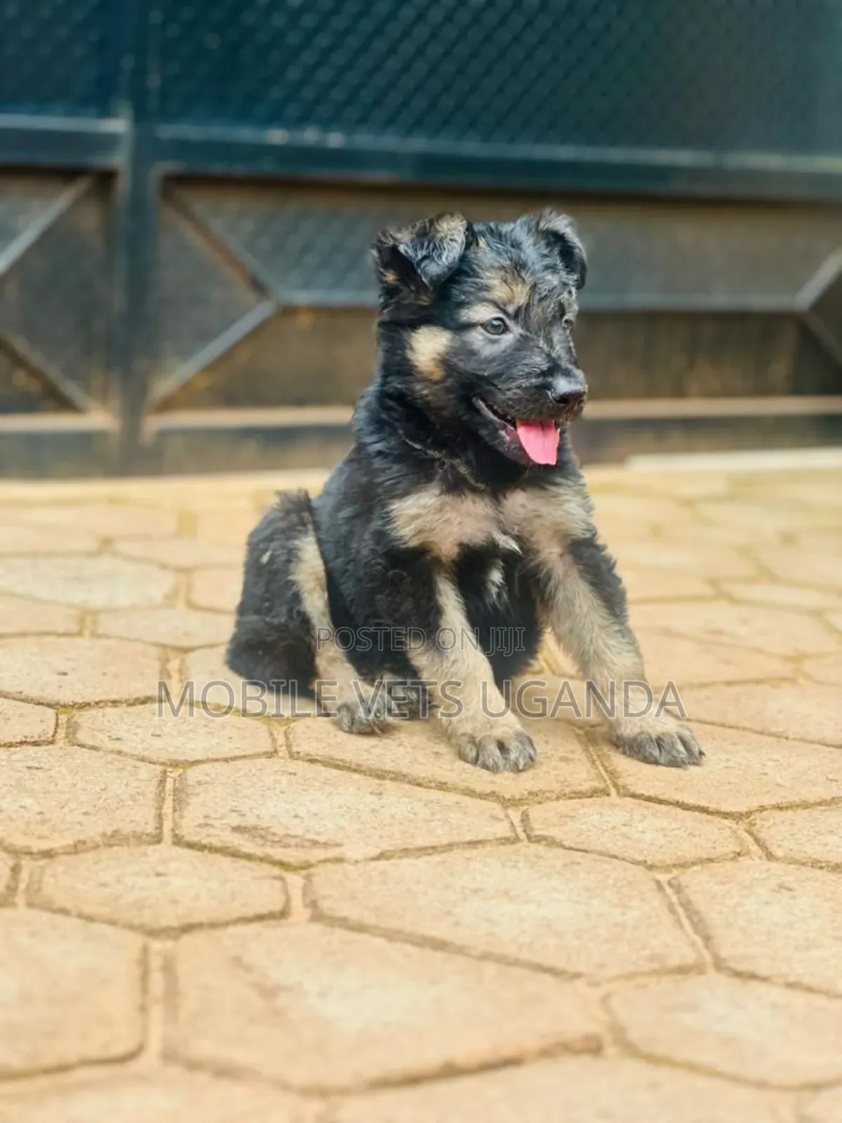 0-1 month Male Purebred German Shepherd