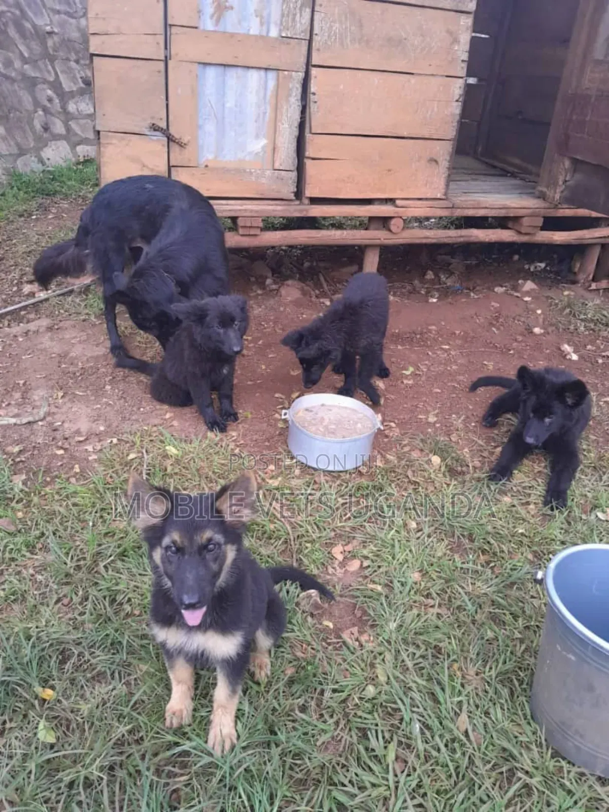 1-3 months Male Purebred German Shepherd