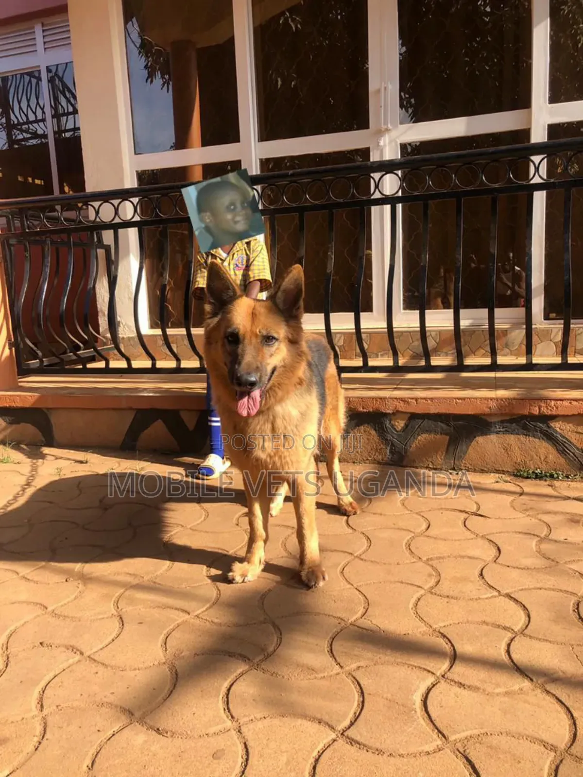 6-12 months Male Purebred German Shepherd