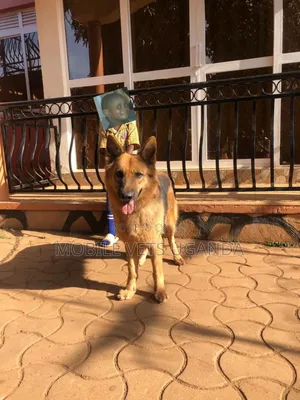 6-12 months Male Purebred German Shepherd