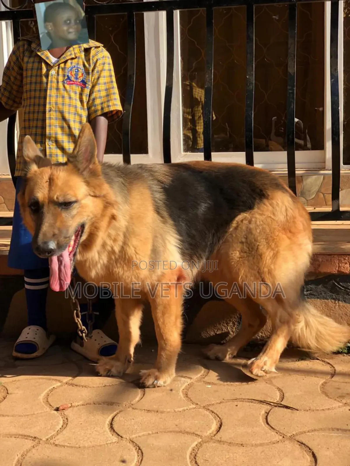 6-12 months Female Purebred German Shepherd