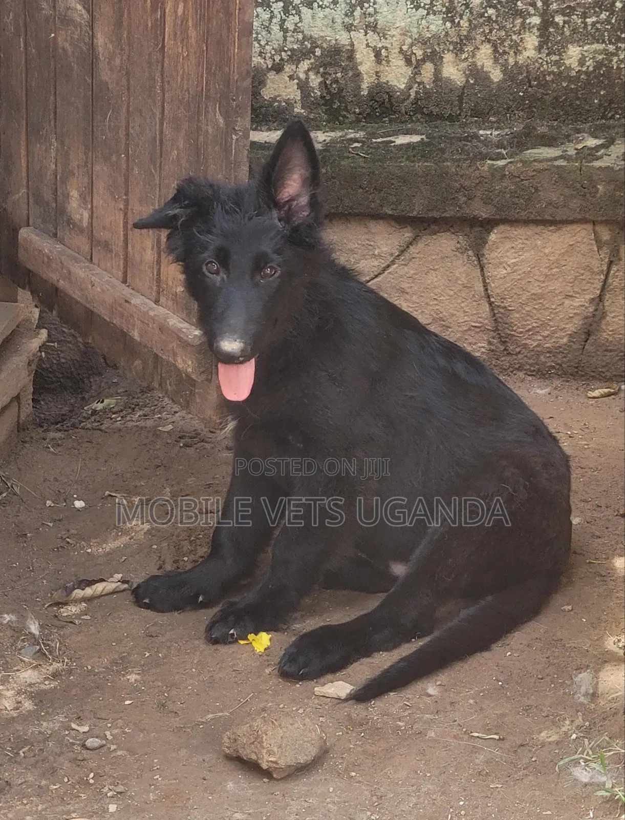 3-6 months Male Purebred German Shepherd