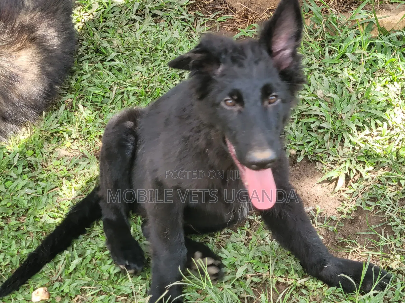 3-6 months Female Purebred German Shepherd