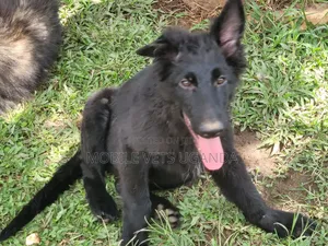 3-6 months Female Purebred German Shepherd