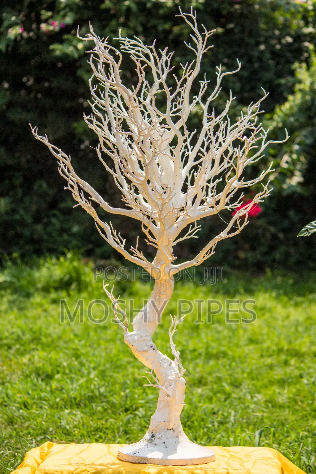 White Manzanita Wishing Tree