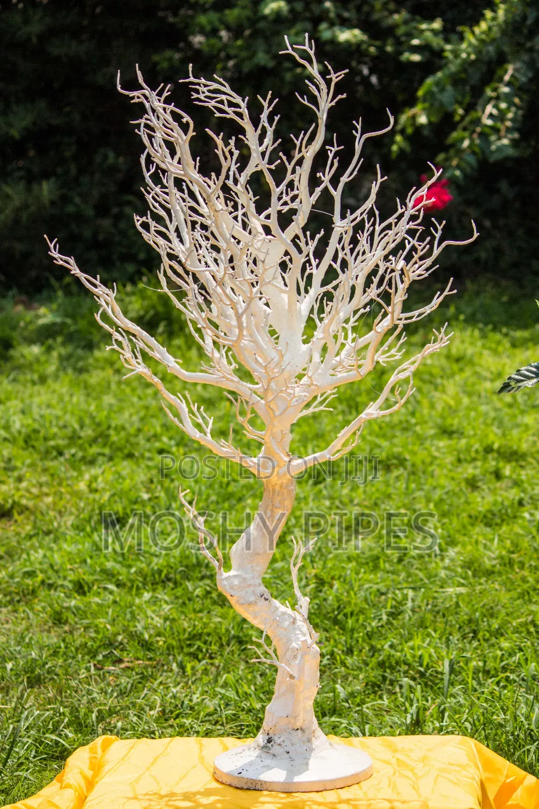 White Manzanita Wishing Tree