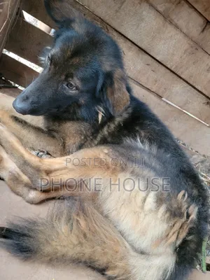 6-12 months Male Purebred German Shepherd