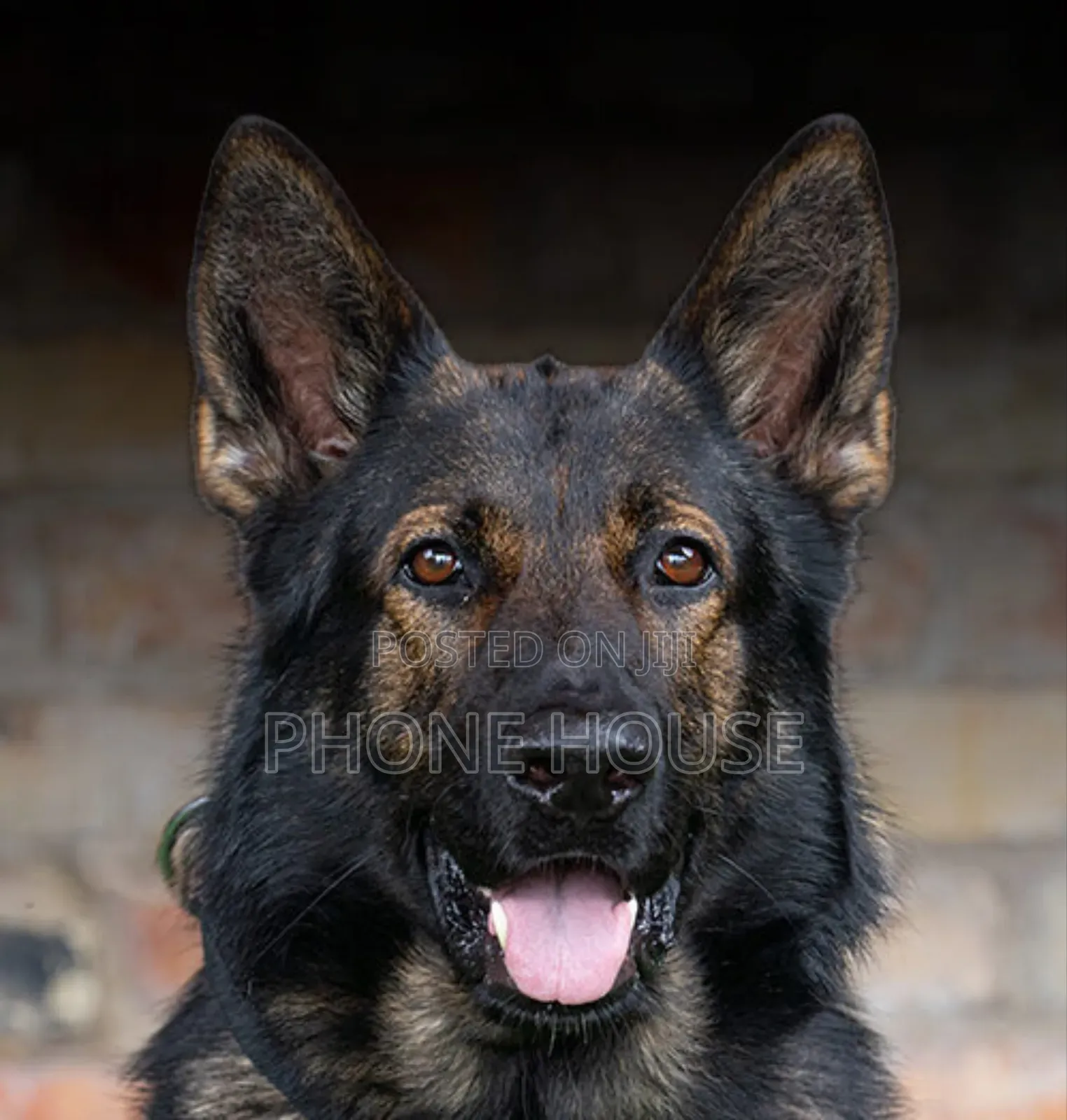 6-12 months Male Purebred German Shepherd