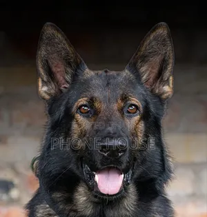 6-12 months Male Purebred German Shepherd