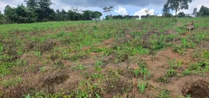 Land on Quick Sale in Nakasongola