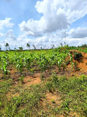 Land on Quick Sale in Nakasongola