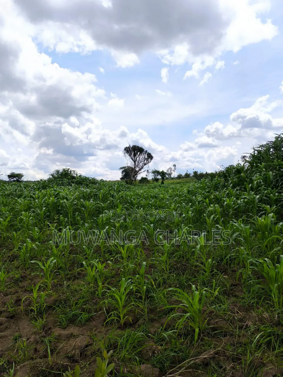 Land on Quick Sale in Nakasongola