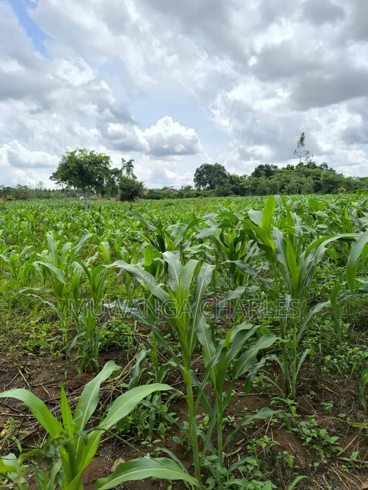 Land for Sale in Zirobwe Nakigoza