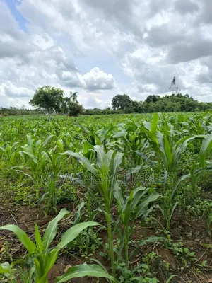 Land for Sale in Zirobwe Nakigoza
