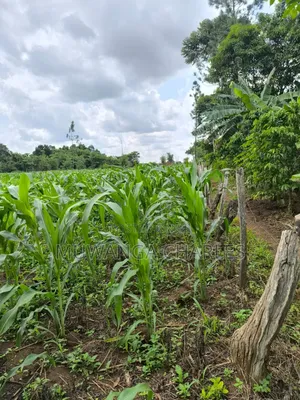 Land for Sale in Zirobwe Nakigoza