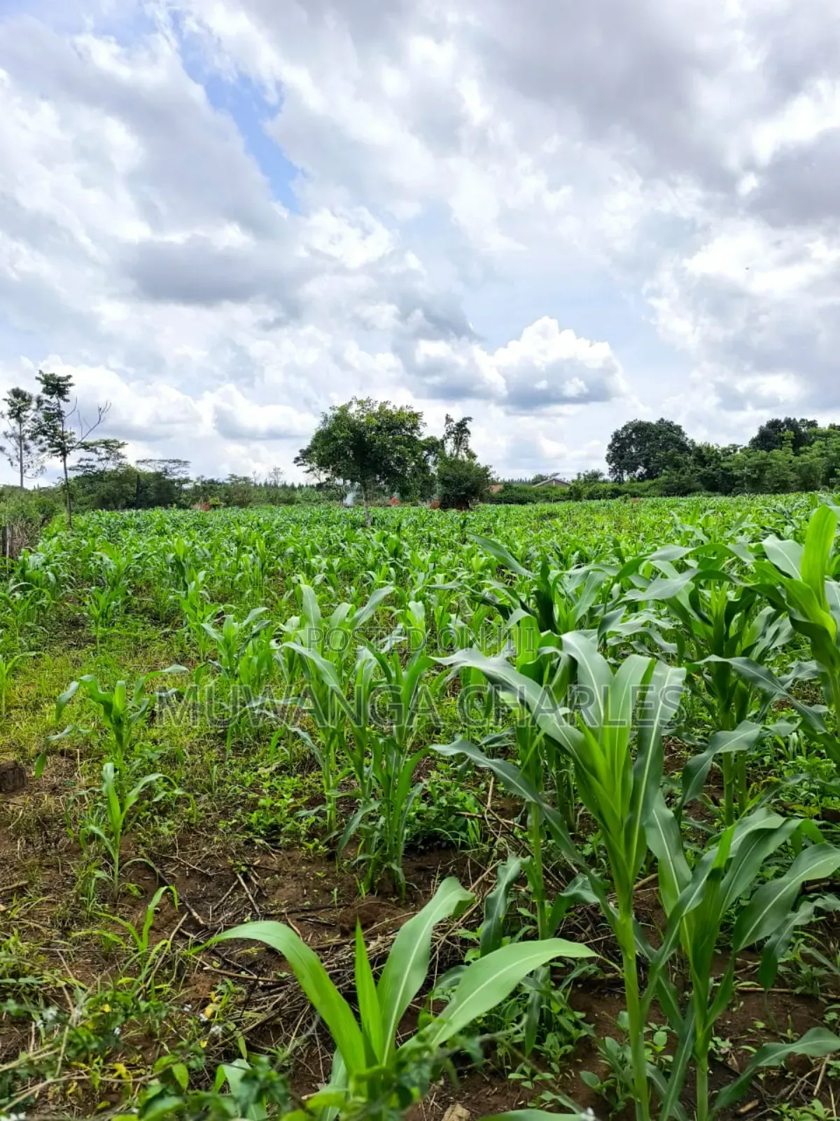 Land for Sale in Zirobwe Nakigoza
