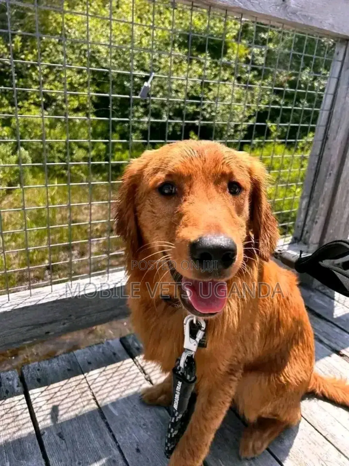 3-6 months Female Purebred Golden Retriever
